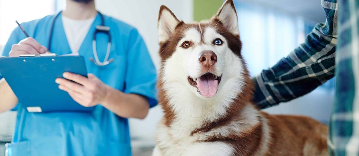 Veterinary Financing with for Bad Credit